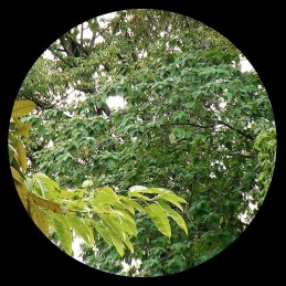 G45 5X Magnifier Scope Replica For Airsoft With QD Mount G45 5X Magnifier Scope Replica For Airsoft With QD Mount